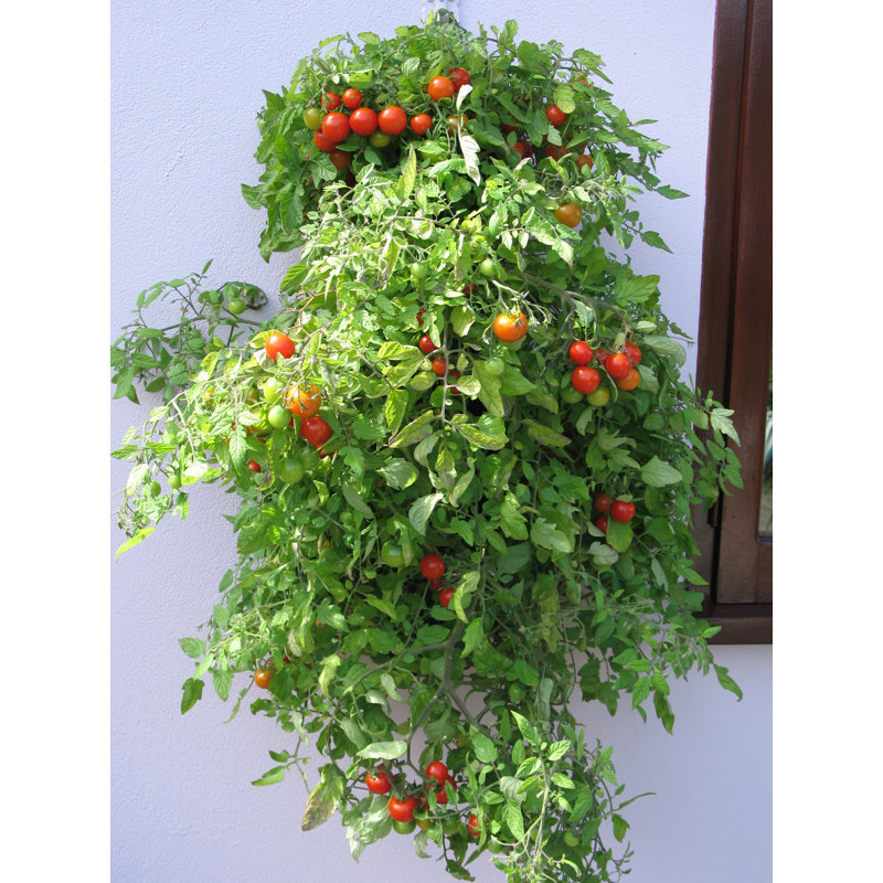 Symple Stuff Penman Wall Planter & Reviews Wayfair